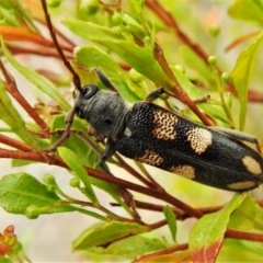 Phoracantha flavopicta (A longhorn beetle) at Cotter River, ACT - 22 Feb 2022 by JohnBundock