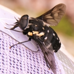 Triclista guttata (March or Horse Fly) at Bulahdelah, NSW - 16 Feb 2022 by bthamrin