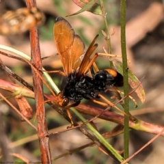 Cryptocheilus sp. (genus) (Spider wasp) at Red Hill Nature Reserve - 22 Feb 2022 by Roger