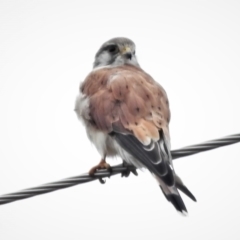 Falco cenchroides (Nankeen Kestrel) at Paddys River, ACT - 22 Feb 2022 by JohnBundock