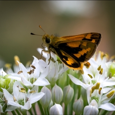 Ocybadistes walkeri (Green Grass-dart) at Holt, ACT - 22 Feb 2022 by Margo