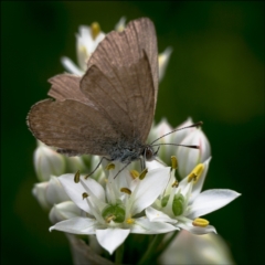 Zizina otis (Common Grass-Blue) at Holt, ACT - 22 Feb 2022 by Margo