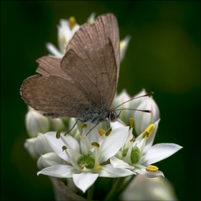 Zizina otis (Common Grass-Blue) at Holt, ACT - 22 Feb 2022 by Margo