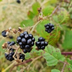 Rubus anglocandicans (Blackberry) at Jerrabomberra, ACT - 22 Feb 2022 by Mike