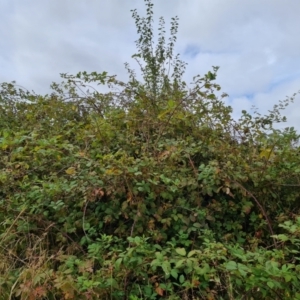 Rubus anglocandicans at Jerrabomberra, ACT - 22 Feb 2022