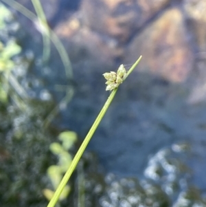 Isolepis inundata at Cotter River, ACT - 19 Feb 2022