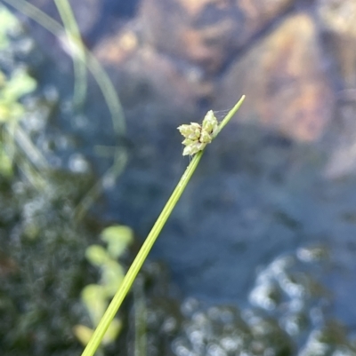 Isolepis inundata (Swamp Club Rush) at Cotter River, ACT - 19 Feb 2022 by JaneR