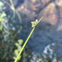 Isolepis inundata (Swamp Club Rush) at Lower Cotter Catchment - 19 Feb 2022 by JaneR