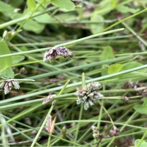 Isolepis inundata at Cotter River, ACT - 19 Feb 2022