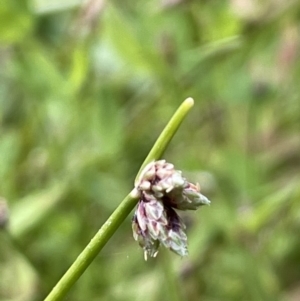 Isolepis inundata at Cotter River, ACT - 19 Feb 2022