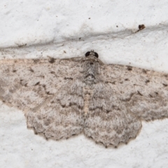 Psilosticha absorpta (Fine-waved Bark Moth) at Melba, ACT - 25 Dec 2021 by kasiaaus
