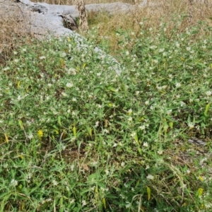 Solanum chenopodioides at Isaacs, ACT - 22 Feb 2022