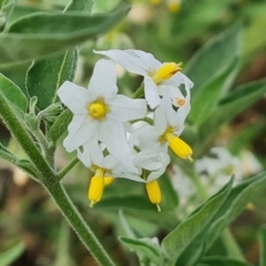 Solanum chenopodioides at Isaacs, ACT - 22 Feb 2022 04:48 PM