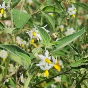 Solanum chenopodioides at Isaacs, ACT - 22 Feb 2022