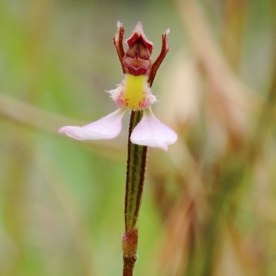 Eriochilus cucullatus (Parson's Bands) at Wingecarribee Local Government Area - 22 Feb 2022 by Snowflake