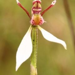 Eriochilus cucullatus at Welby, NSW - 22 Feb 2022