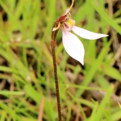 Eriochilus cucullatus at Welby, NSW - suppressed