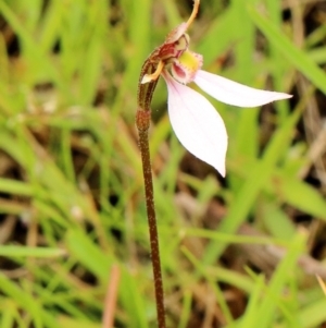 Eriochilus cucullatus at Welby, NSW - 22 Feb 2022