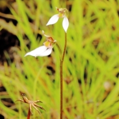 Eriochilus cucullatus at Welby, NSW - 22 Feb 2022