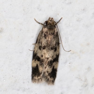 Barea codrella (A concealer moth) at Melba, ACT - 25 Dec 2021 by kasiaaus