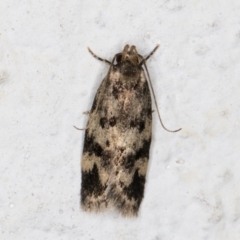 Barea codrella (A concealer moth) at Melba, ACT - 25 Dec 2021 by kasiaaus