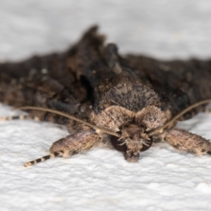 Prorocopis euxantha at Melba, ACT - 25 Dec 2021 10:48 PM