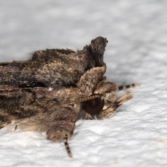 Prorocopis euxantha at Melba, ACT - 25 Dec 2021 10:48 PM