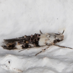 Leptozestis toreutica at Melba, ACT - 25 Dec 2021