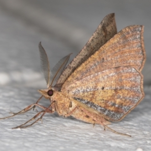 Rhinodia rostraria at Melba, ACT - 25 Dec 2021 10:47 PM