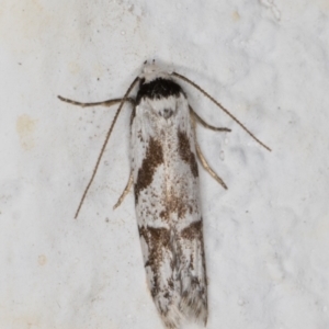 Oxythecta alternella at Melba, ACT - 26 Dec 2021