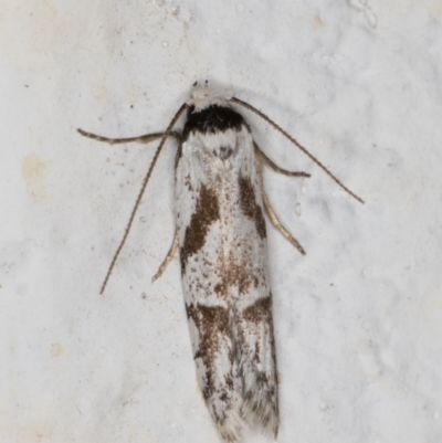 Oxythecta alternella (A Concealer moth) at Melba, ACT - 25 Dec 2021 by kasiaaus