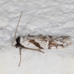 Oxythecta alternella at Melba, ACT - 26 Dec 2021