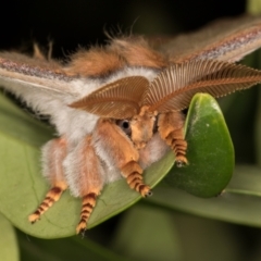 Opodiphthera helena (Helena Gum Moth) at Melba, ACT - 25 Dec 2021 by kasiaaus
