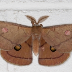 Opodiphthera helena at Melba, ACT - 26 Dec 2021 12:41 AM