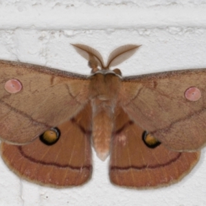 Opodiphthera helena at Melba, ACT - 26 Dec 2021