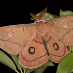 Opodiphthera helena at Melba, ACT - 26 Dec 2021