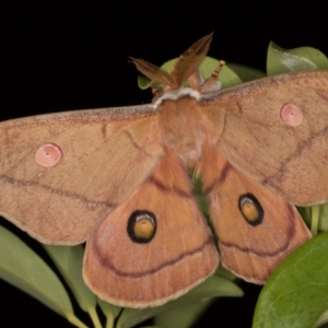 Opodiphthera helena at Melba, ACT - 26 Dec 2021