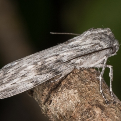 Capusa (genus) (Wedge moth) at Melba, ACT - 26 Dec 2021 by kasiaaus