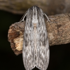Capusa (genus) at Melba, ACT - 26 Dec 2021