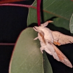 Unidentified Hawk moth (Sphingidae) at Albury - 3 Feb 2022 by ChrisAllen