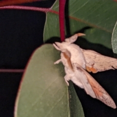 Entometa (genus) (A Lappet or Snout moth (Lasiocampidaae)e) at Thurgoona, NSW - 4 Feb 2022 by ChrisAllen