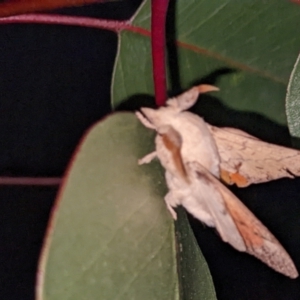 Entometa (genus) at Thurgoona, NSW - 4 Feb 2022 06:07 AM