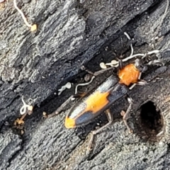 Copidita sloanei (A false blister beetle) at Stromlo, ACT - 22 Feb 2022 by trevorpreston