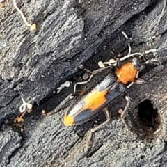 Copidita sloanei (A false blister beetle) at Stromlo, ACT - 22 Feb 2022 by tpreston