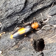 Copidita sloanei at Stromlo, ACT - 22 Feb 2022 04:50 PM