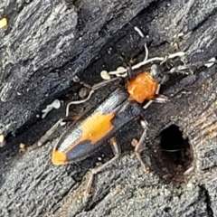 Copidita sloanei at Stromlo, ACT - 22 Feb 2022