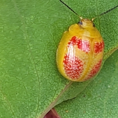 Paropsisterna fastidiosa (Eucalyptus leaf beetle) at Stromlo, ACT - 22 Feb 2022 by tpreston