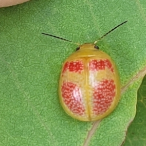 Paropsisterna fastidiosa at Stromlo, ACT - 22 Feb 2022