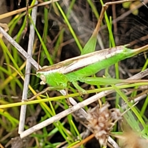 Conocephalus semivittatus at Stromlo, ACT - 22 Feb 2022 03:54 PM