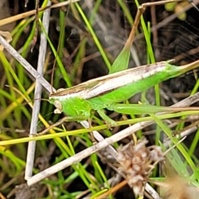 Conocephalus semivittatus (Meadow katydid) at Piney Ridge - 22 Feb 2022 by tpreston